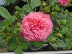LOVE AFFAIR (miniature)